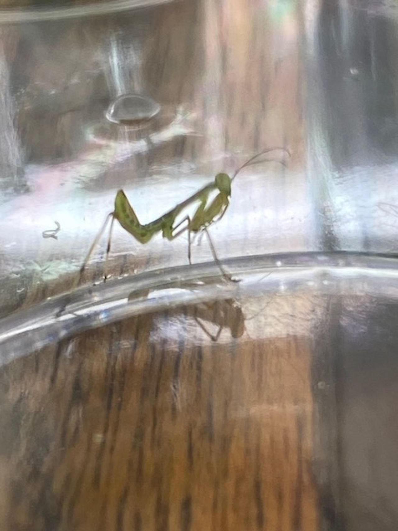 De sprinkhaan (foto: Mat Hogendoorn).