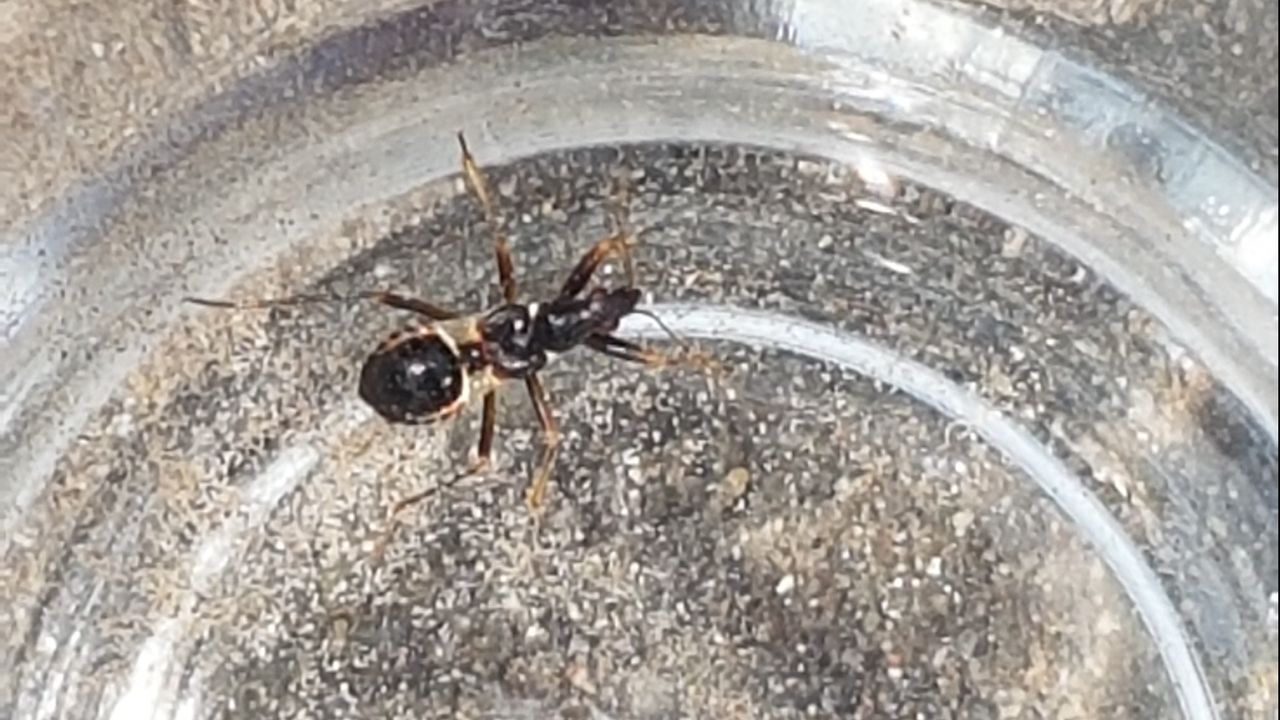 De nimf (foto: Jessica Janssen).