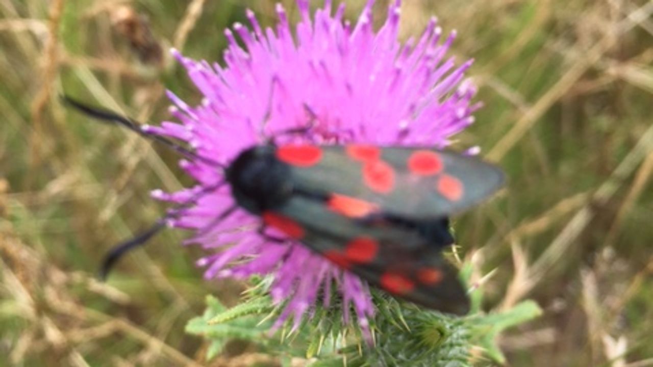 Sint Jansvlinder (foto: Liesbeth van Hees - Linders).