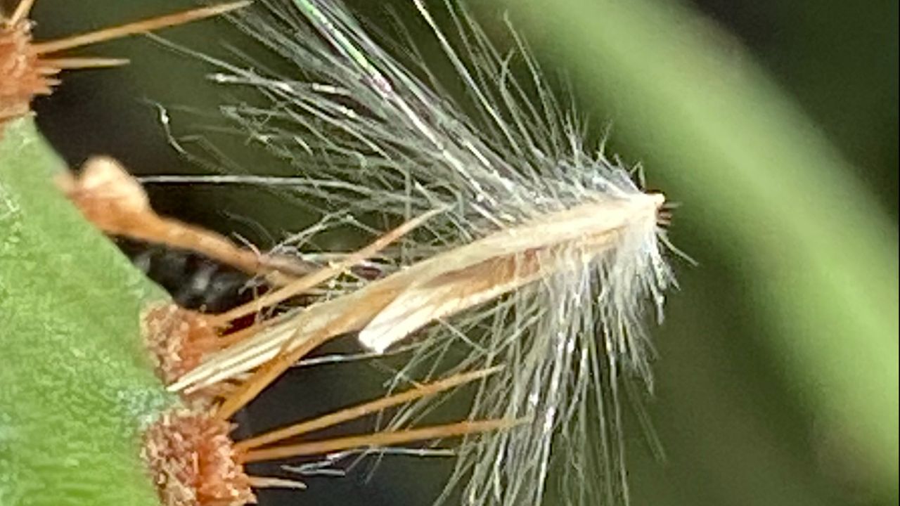 De nimf (foto: Riet Deremaux).