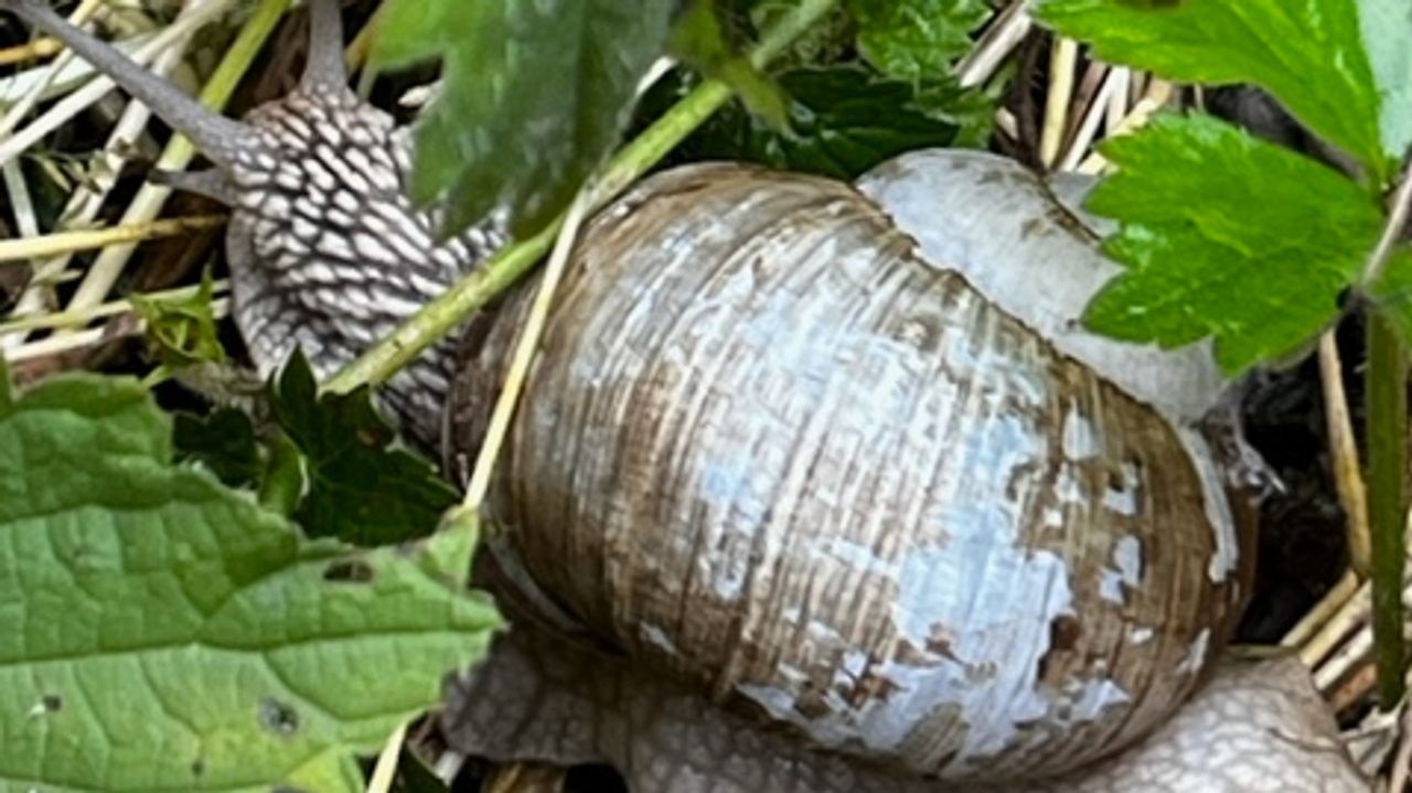 De slak (foto: Jennifer)