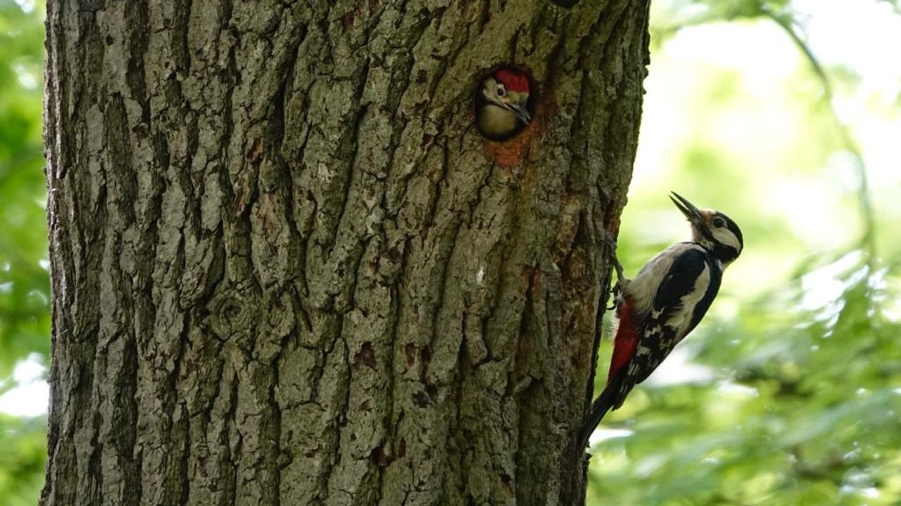 Foto: Iris van Roosmalen.