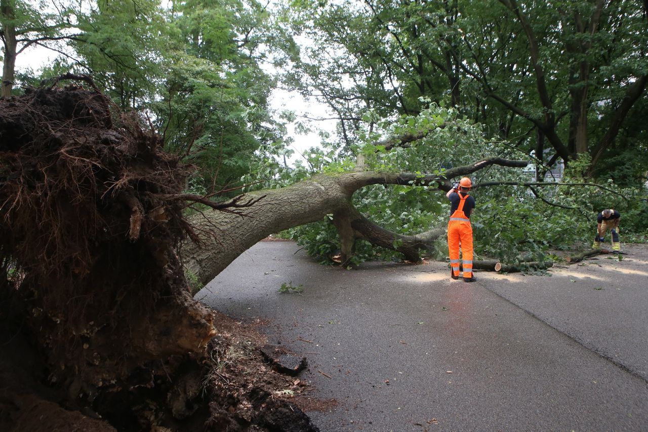 Foto: Sander van Gils/SQ Vision