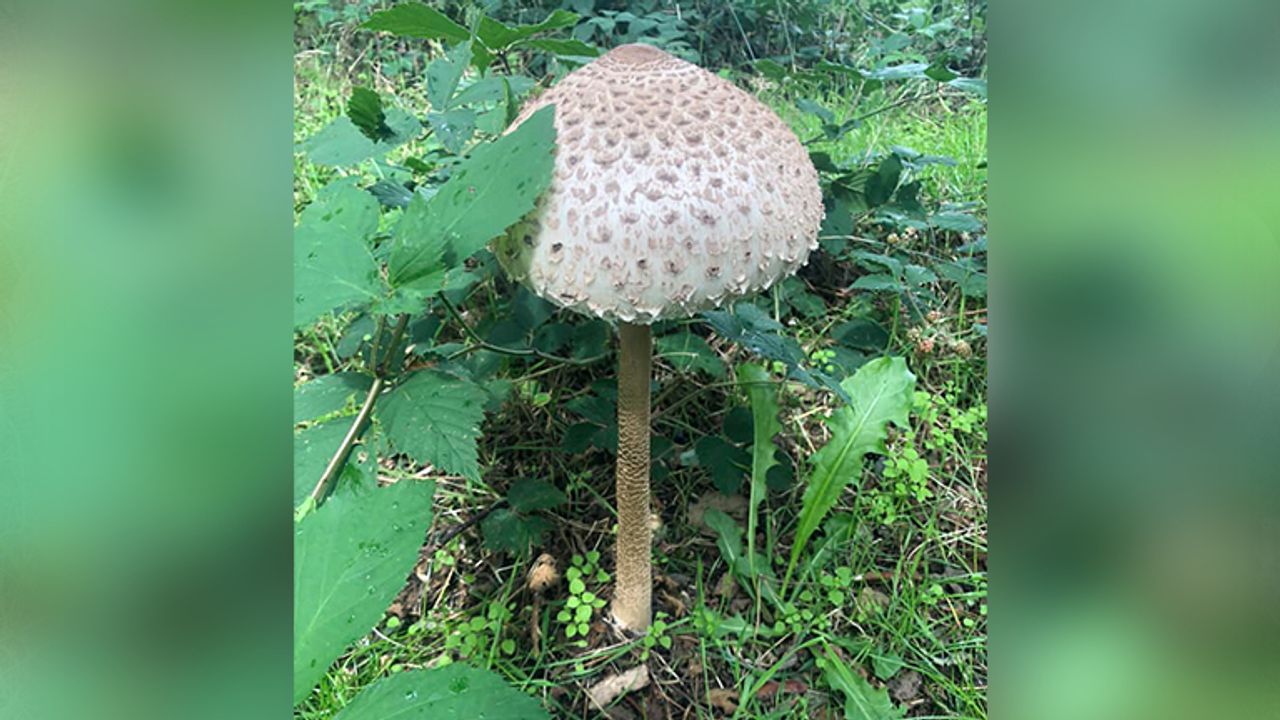 Mill (foto: Astrid Gimst Van Der Heijden)