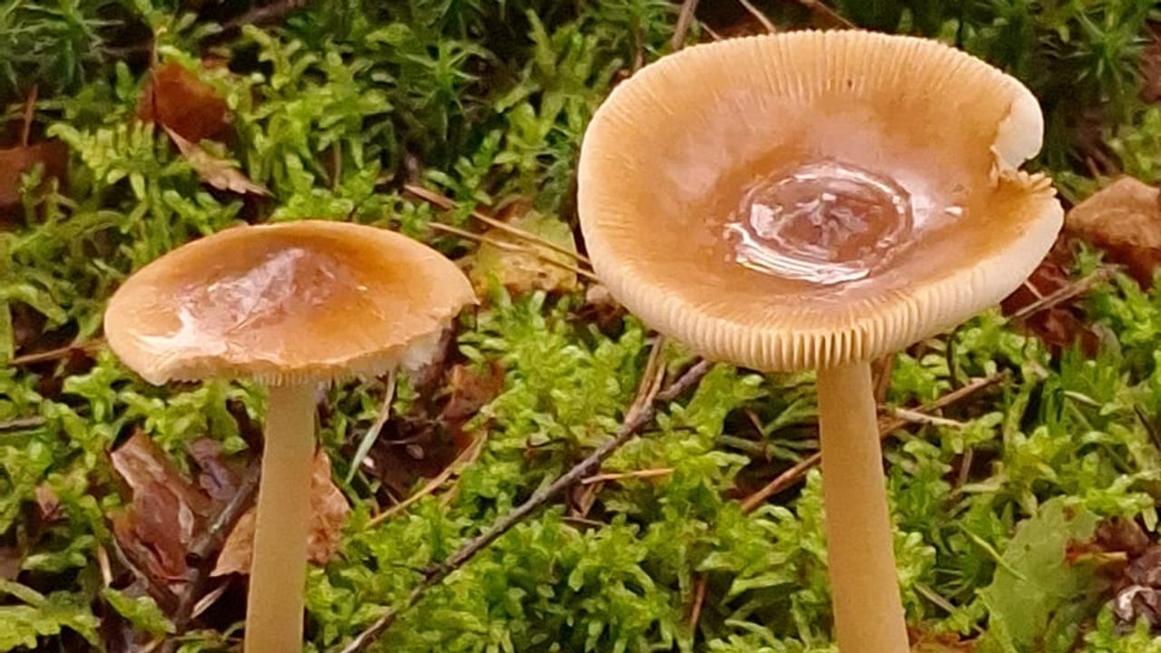 Oisterwijkse Bossen en Vennen (foto: Ger van Ewijk)