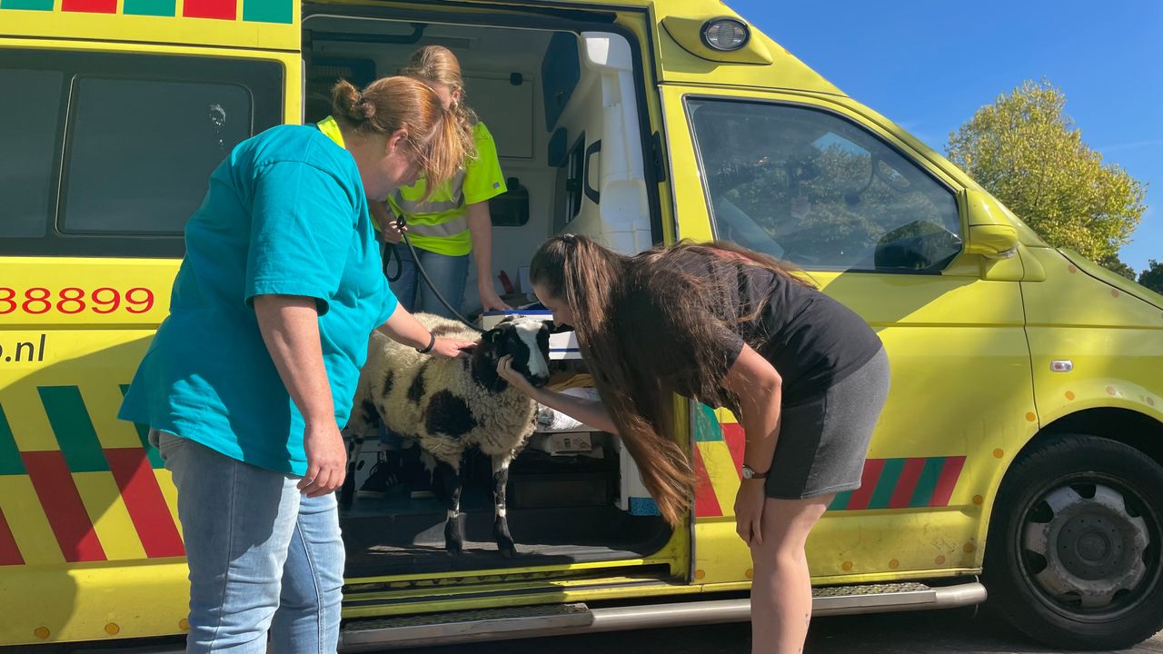 De dierenambulance levert Lambi af (foto: Imke van de Laar).