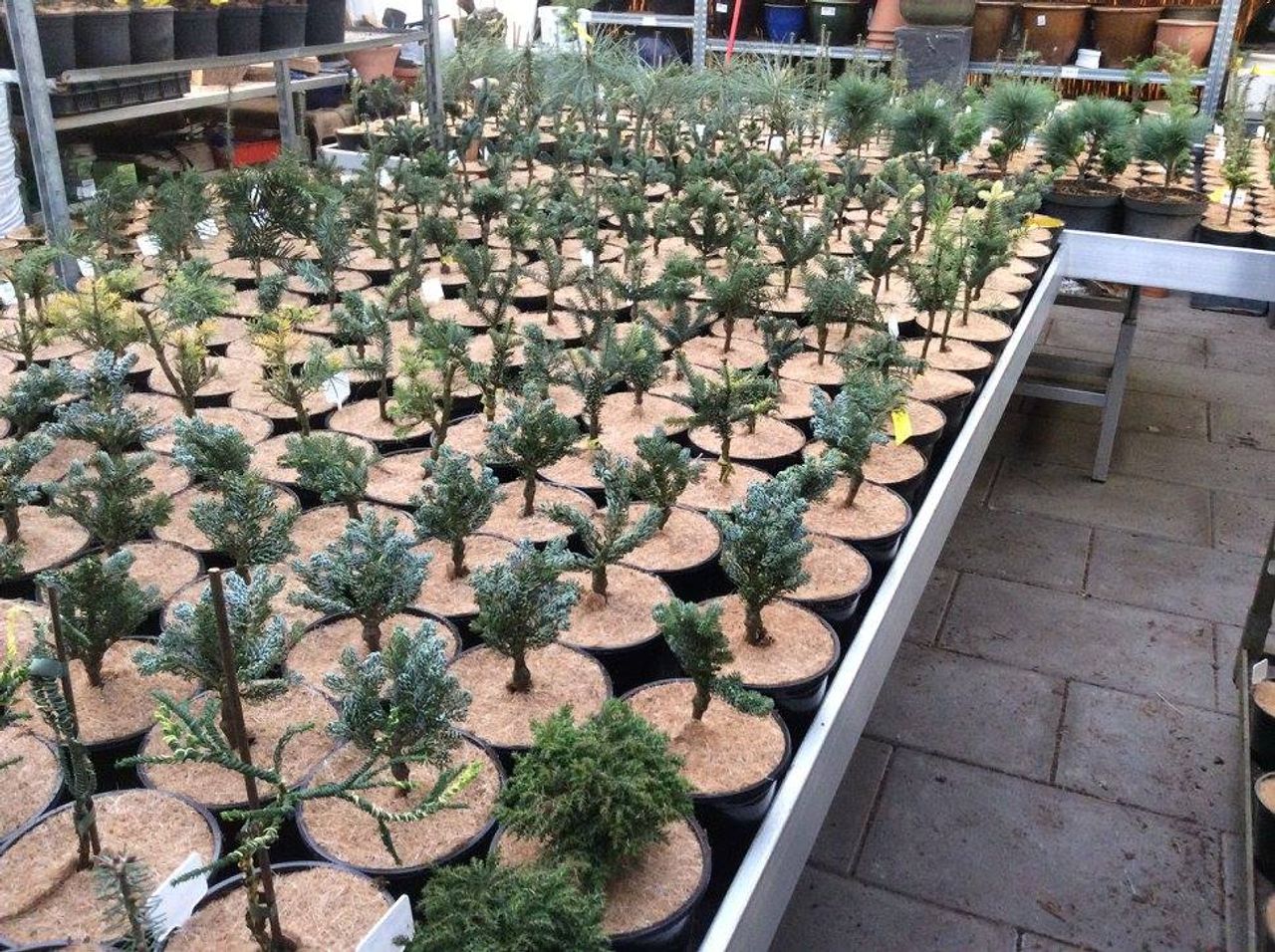 Er zijn honderden types coniferen, de een kleurrijker of dunner dan de ander.