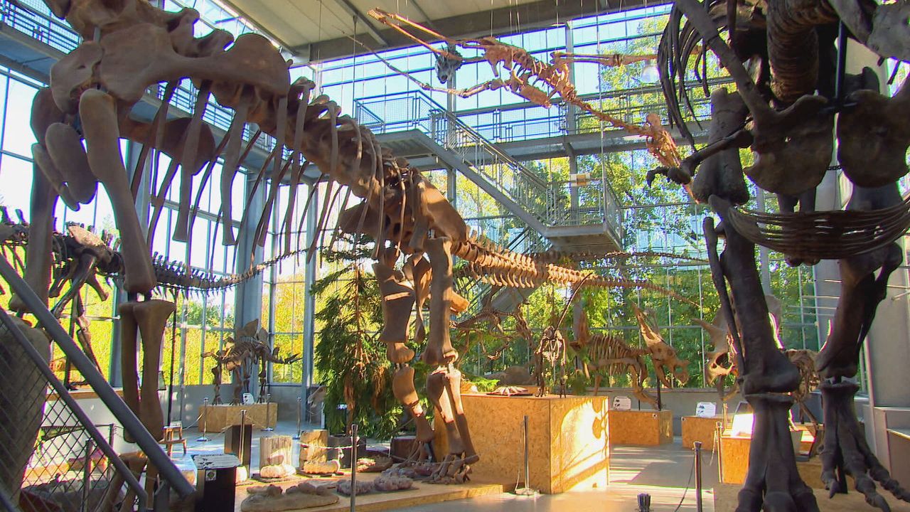 Het Oertijdmuseum in Boxtel.