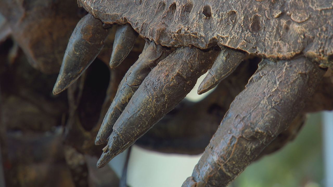 Indrukwekkende tanden.