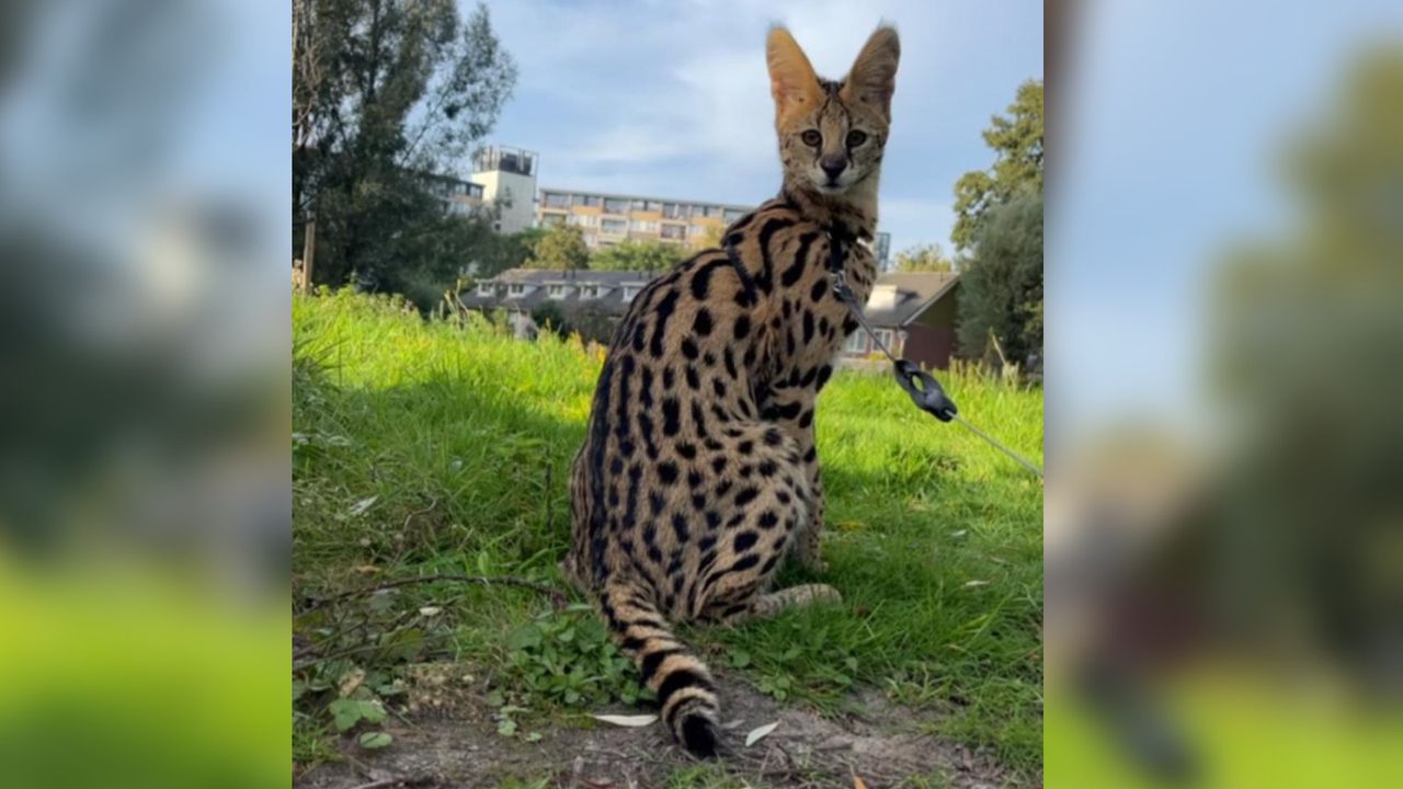 In 2023 ging het om deze ontsnapte serval (archieffoto Omroep Brabant).