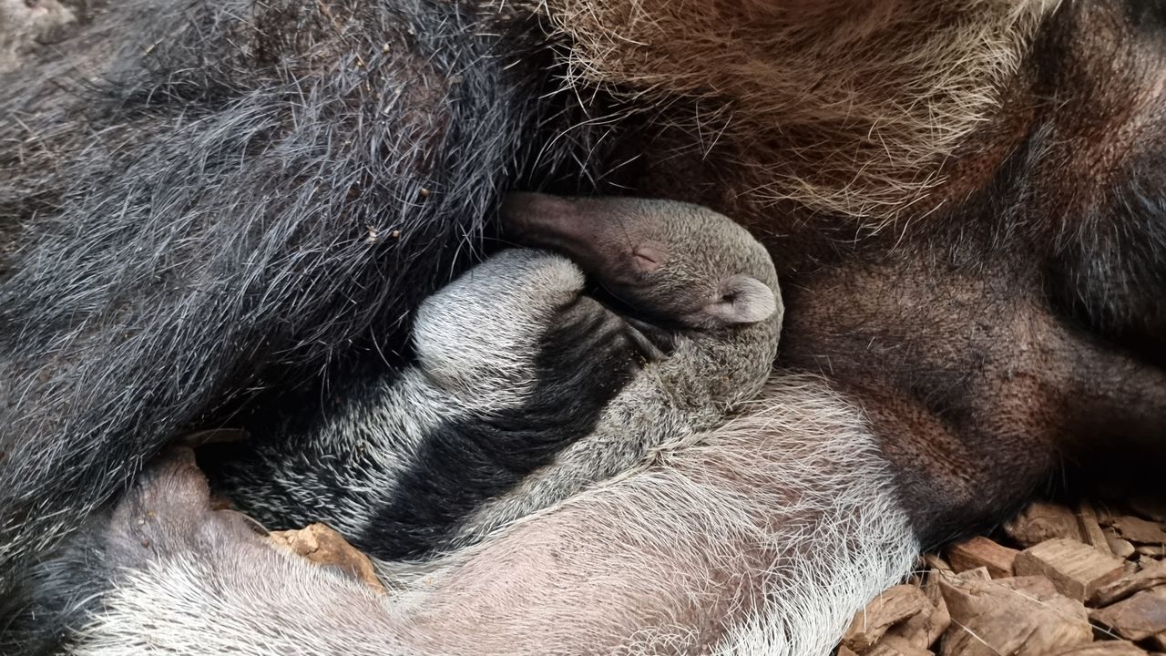 Foto: ZooParc Overloon.