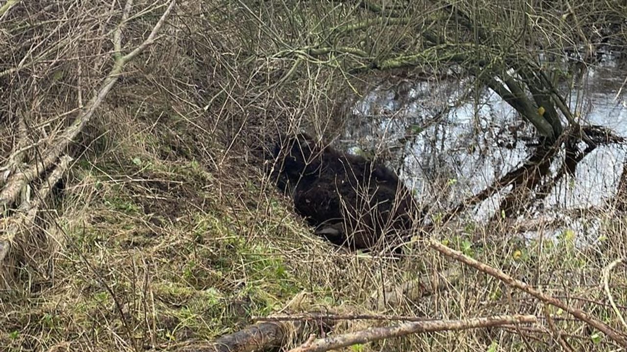 De koe was bijna onbereikbaar door de hoge waterstand (foto: Dierenambulance).