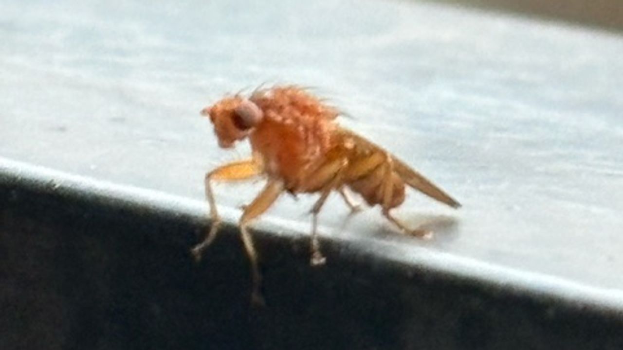 Een strontvlieg die niet van stront leeft. 