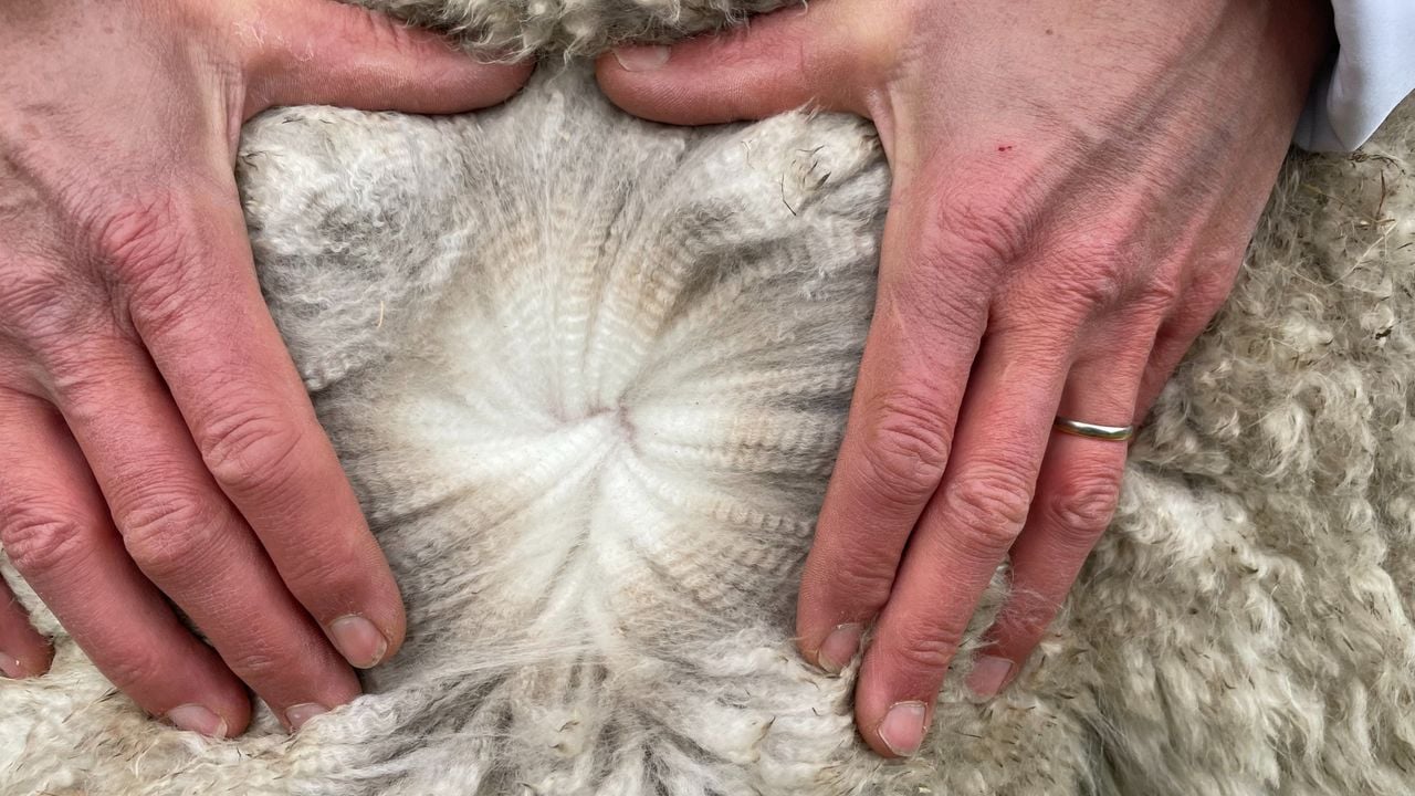 De zachte, fijne en dichte wol van alpaca Zoran (foto: Imke van de Laar).