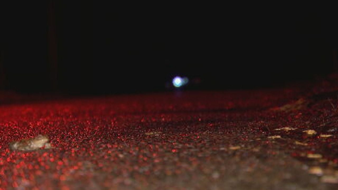 Een pad zit stil op de Rederijklaan. De pad heeft de naderende auto op de achtergrond overleefd.