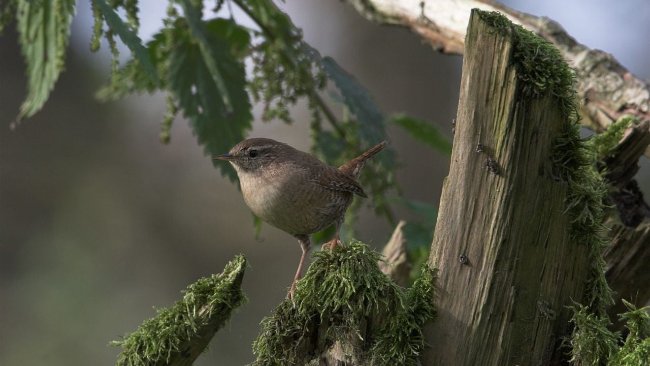 Een winterkoning (foto: Luc Hoogenstein).