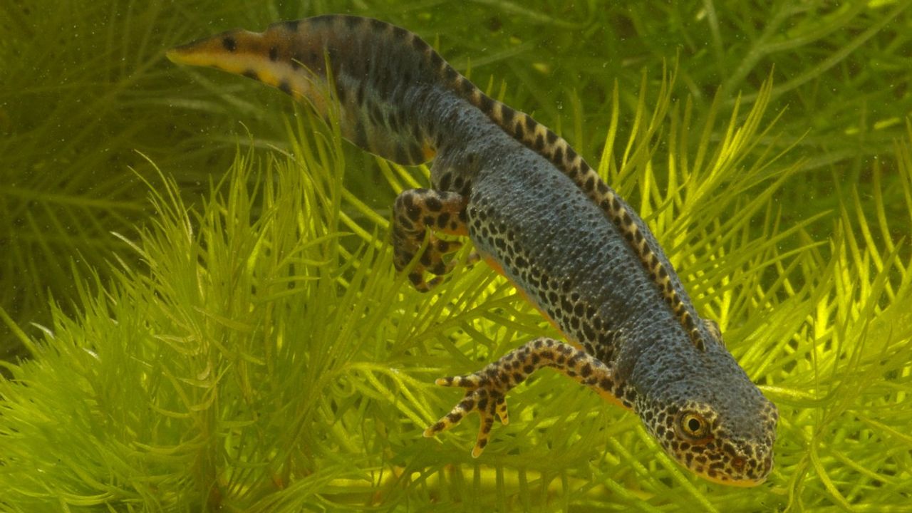 Foto: Saxifraga/Kees Marijnissen.