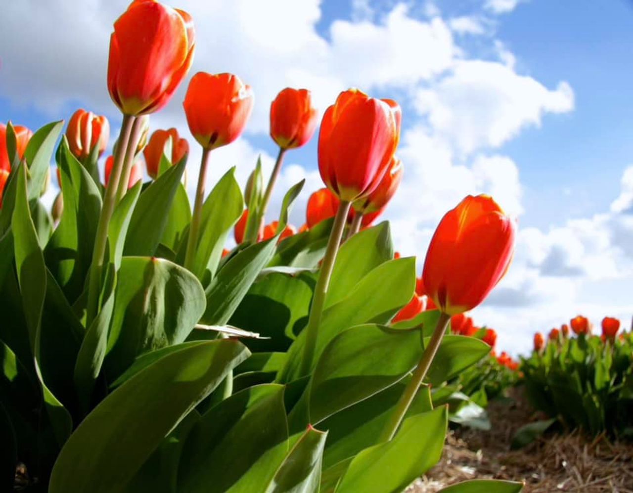 Yvonne Tegelaar weet 'Hollandse sferen' ook in onze provincie mooi vast te leggen.