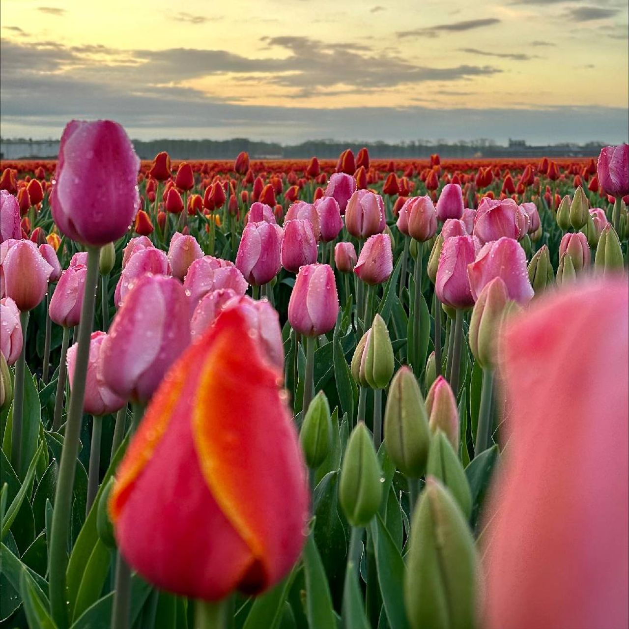 Valentijn Niessen maakte deze fleurige foto in Volkel.
