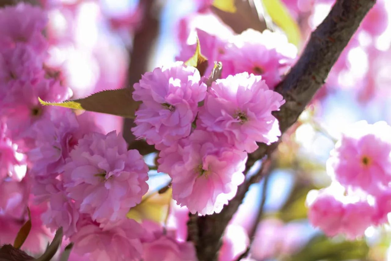 Brabant staat in bloei (foto: Marieke Haans).