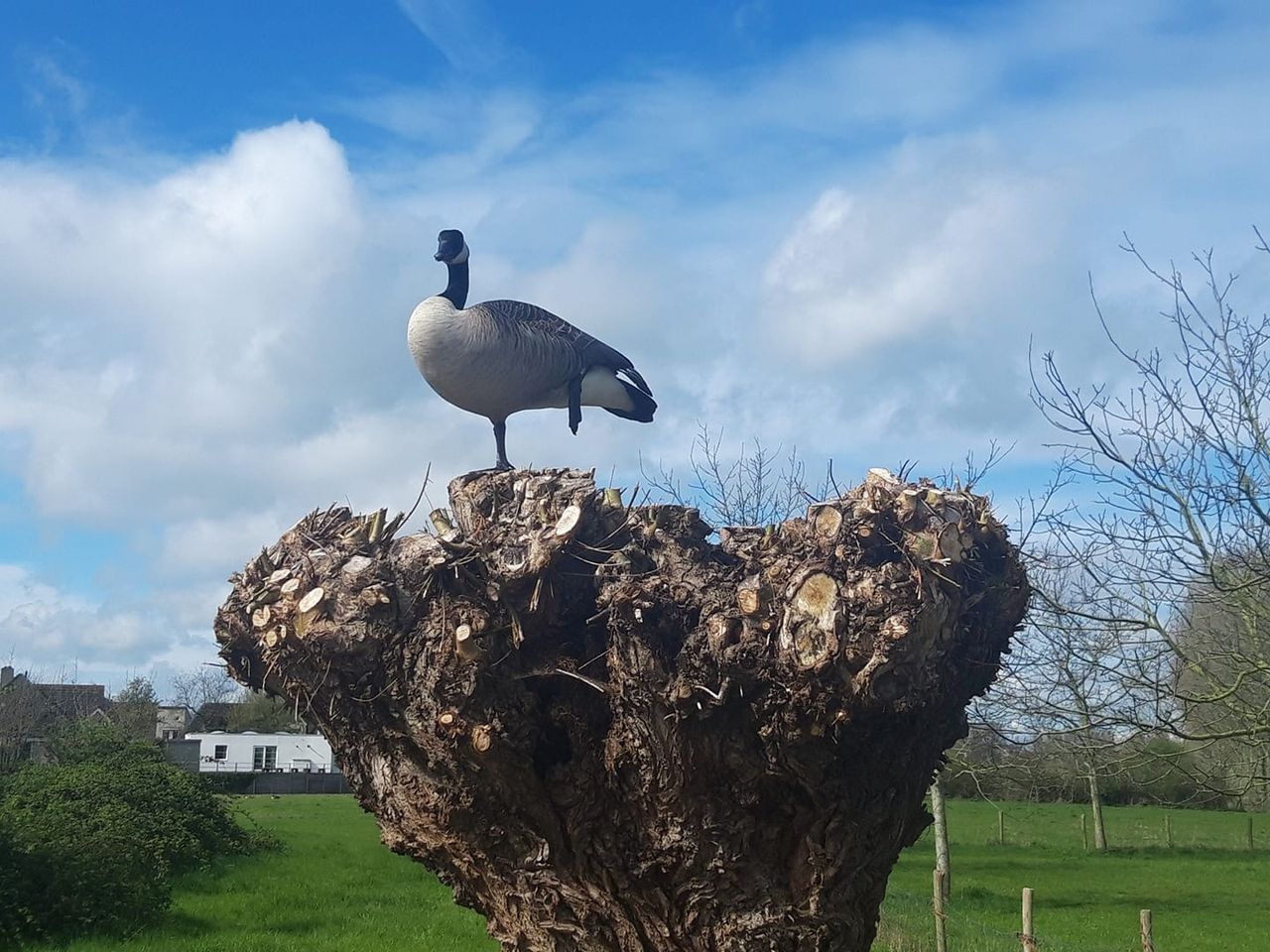 Deze eend doet het lekker rustig aan (foto: Ronald Veger).