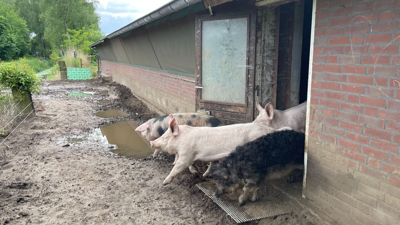 Met groot enthousiasme de modder in (foto: Alice van der Plas).