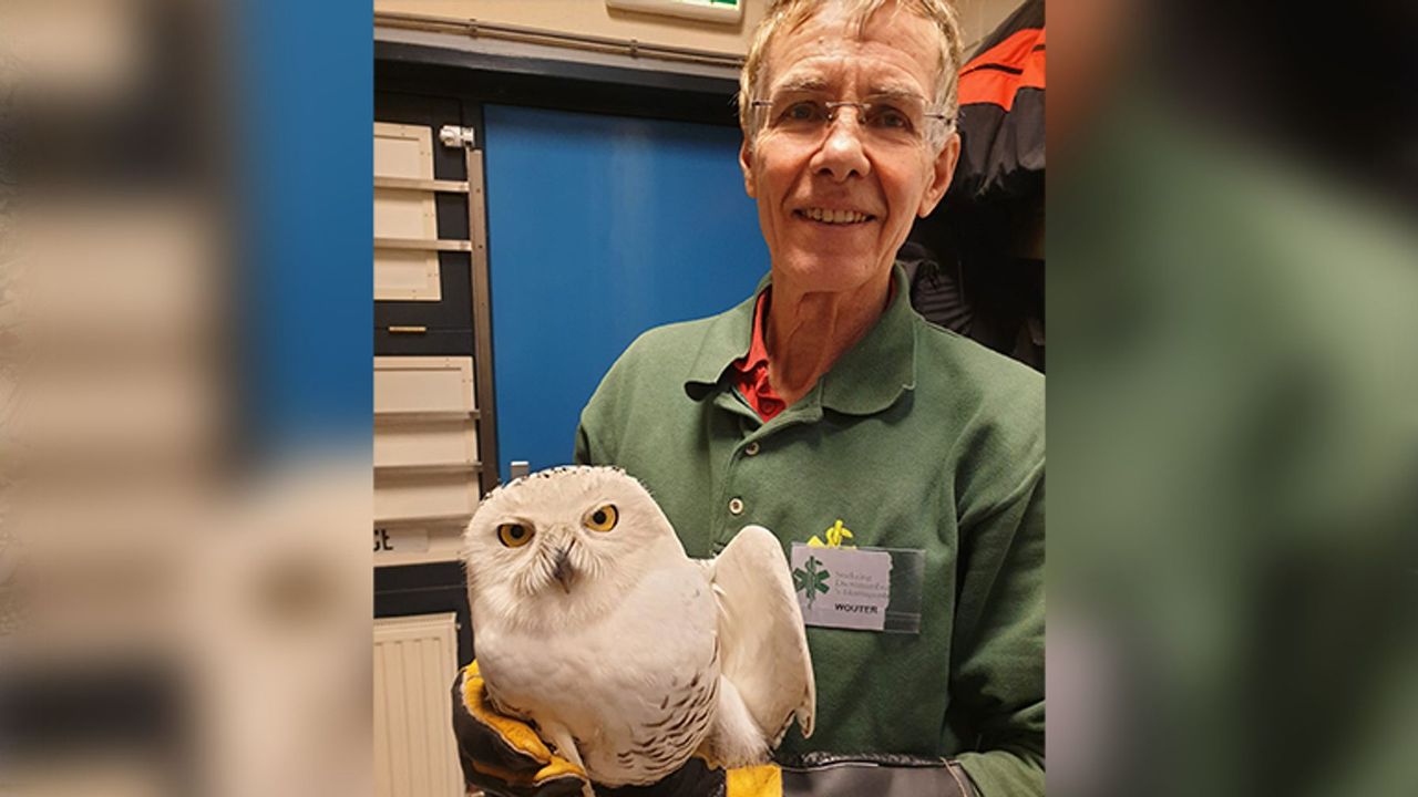 Een medewerker van de Dierenambulance met de sneeuwuil (privéfoto)