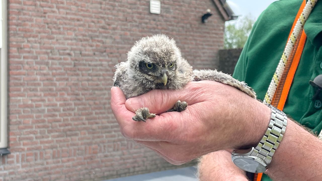 Een van de vier jonge uilen (foto: Raymond Merkx).