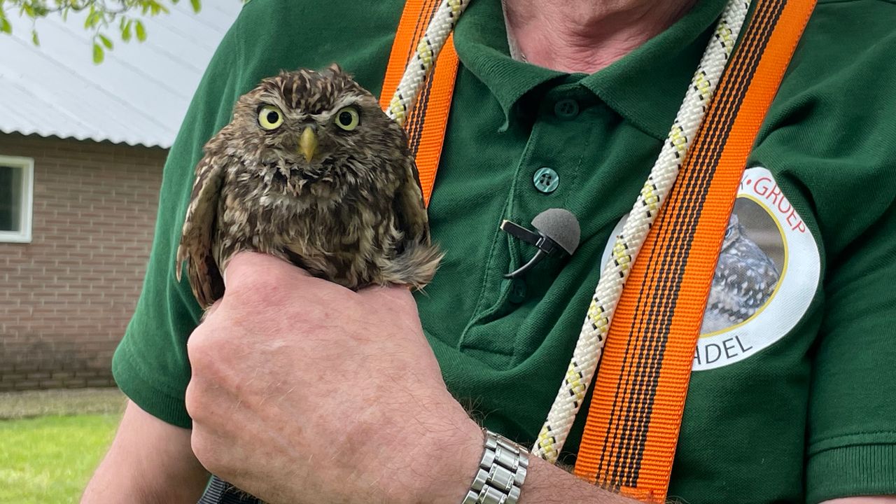 De doordringende blik van de uil (foto: Raymond Merkx).
