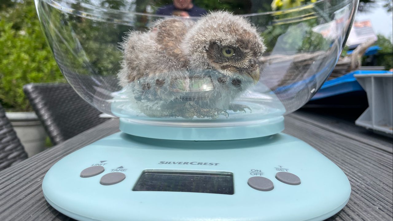 Dit onvolgroeide uiltje is natuurlijk nog geen zwaargewicht (foto: Raymond Merkx). 