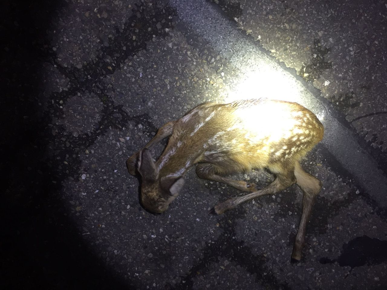 Dit is Gradje uit Maaskantje (foto: Dierenambulance Brabant Noord-Oost).