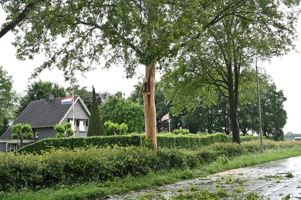 Deze boom in Rijsbergen werd in tweeën gespleten door een blikseminslag (foto: Perry Roovers/SQ Vision).
