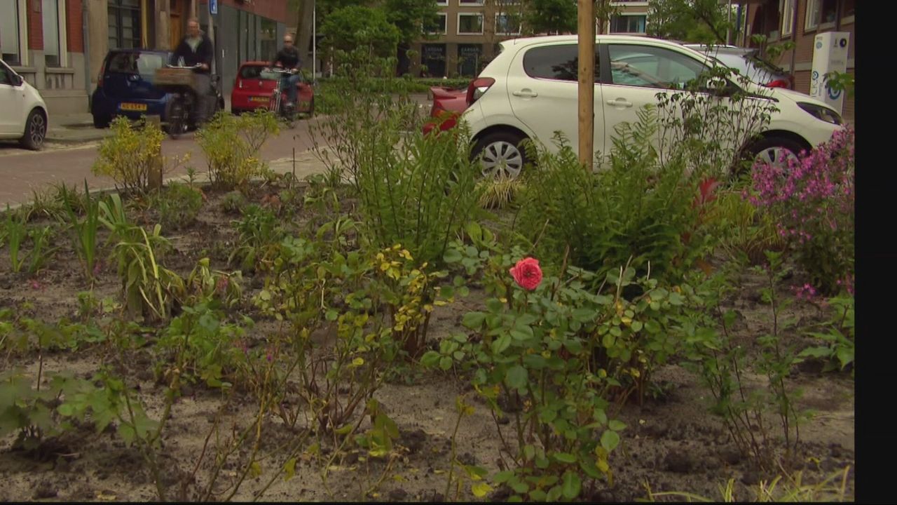 Meer groen in het straatbeeld in Tilburg (beeld: Omroep Brabant).