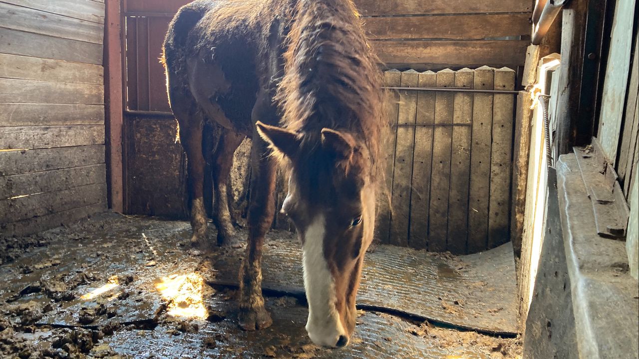 De paarden zaten van top tot teen onder de mest (Foto: Landelijke Inspectiedienst Dierenwelzijn).