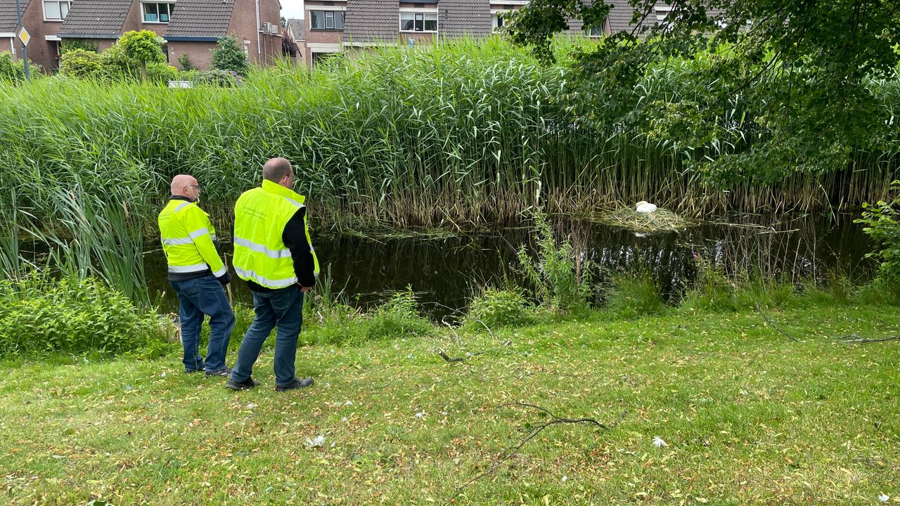 Mensen van de Dierenambulance bij het nest van Harry