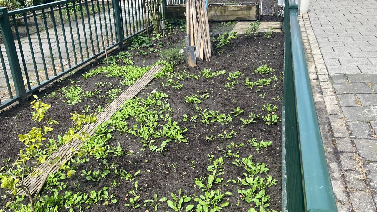 Moestuin in de Textielbuurt (foto: Marleen Kuijsters).