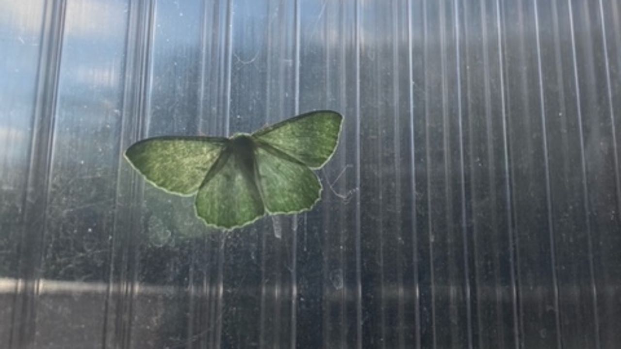 De kleine zomervlinder laat zich vaak pas in de schemer zien