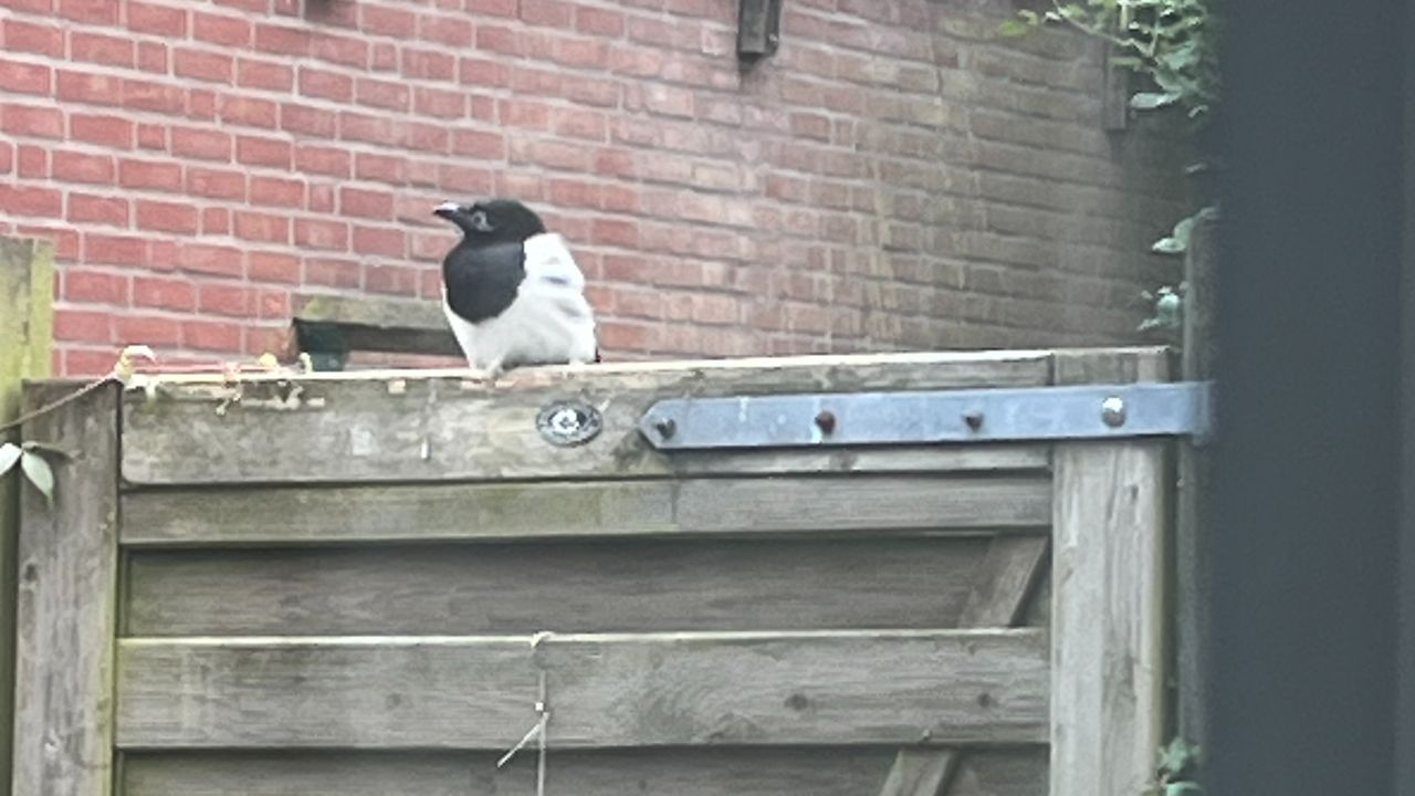 Eksters staan bekend om hun brutale en grijpgrage snavels.