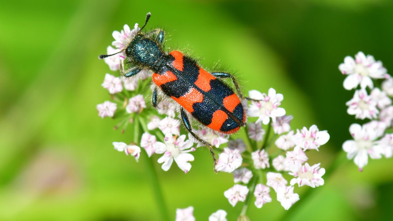 Een behaarde bijenwolf heeft een opvallend uiterlijk.