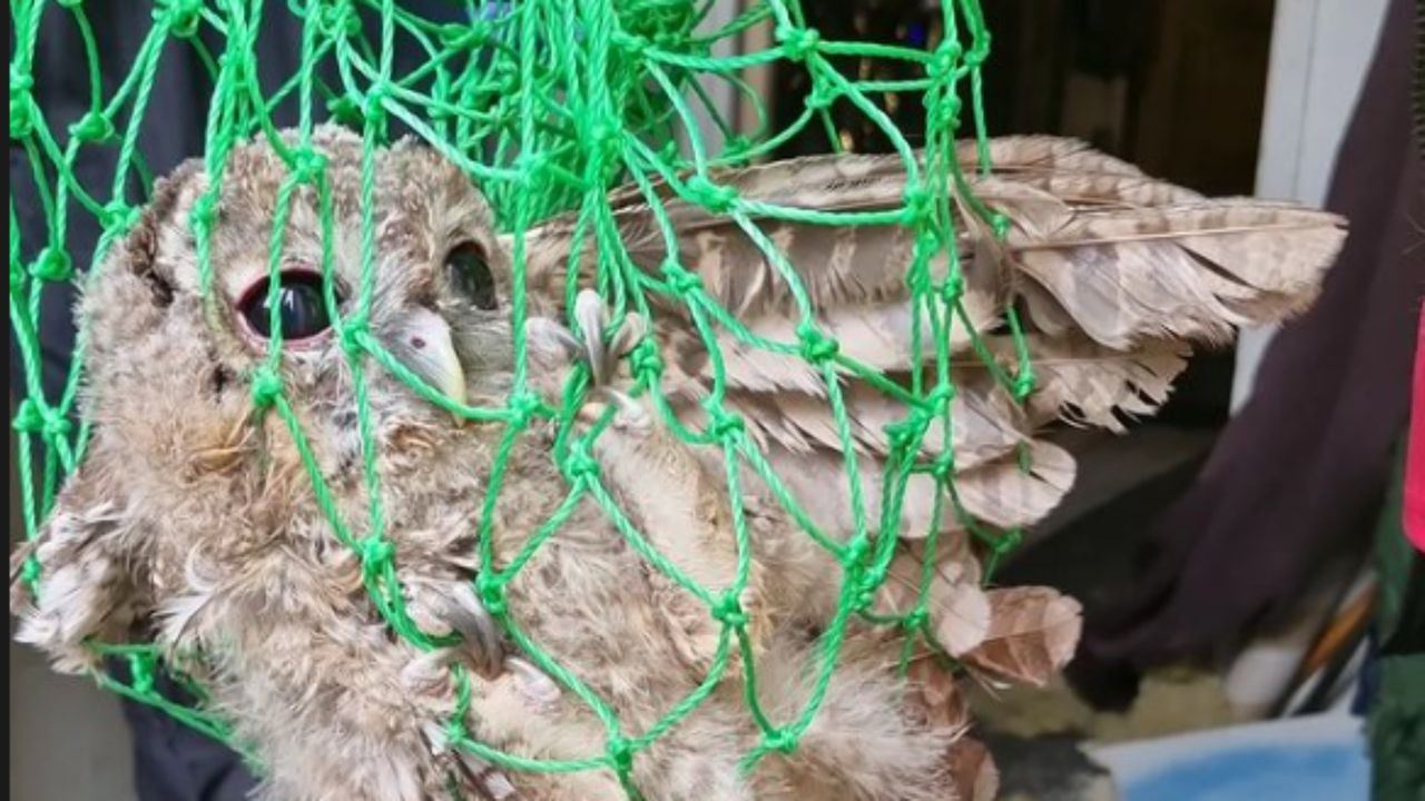 De uil die verstrikt zat in het net (foto: Dierenpolitie Zeeland-West Brabant).