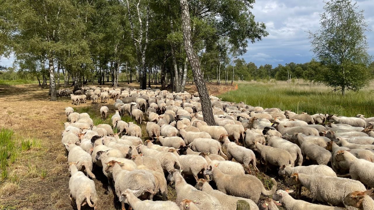De schapen onderweg naar de plek waar ze overnachten 