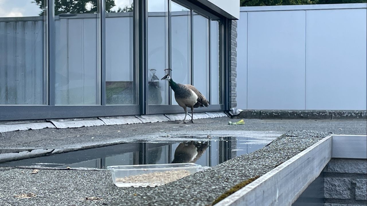 De pauw kijkt graag door het raam (foto: Raymond Merkx). 