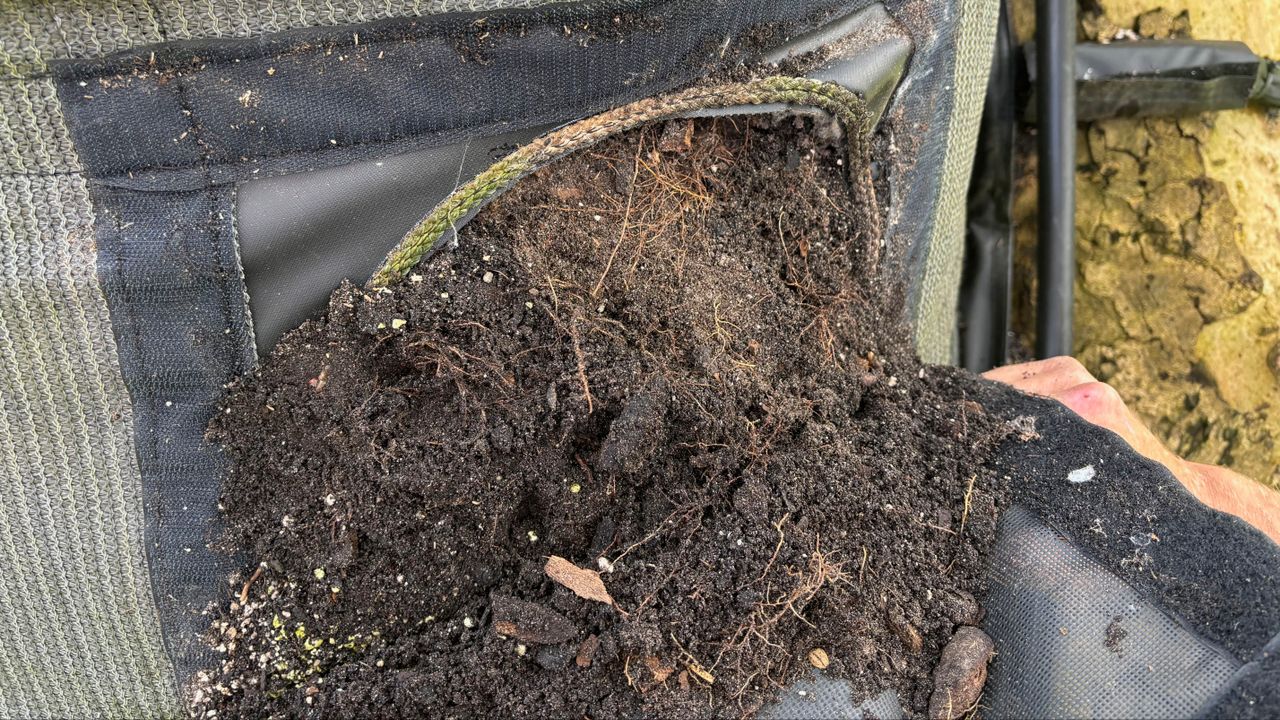 Bij het openen van het luikje in de slurf is er al wortelvorming zichtbaar (foto: Job Ruigrok).