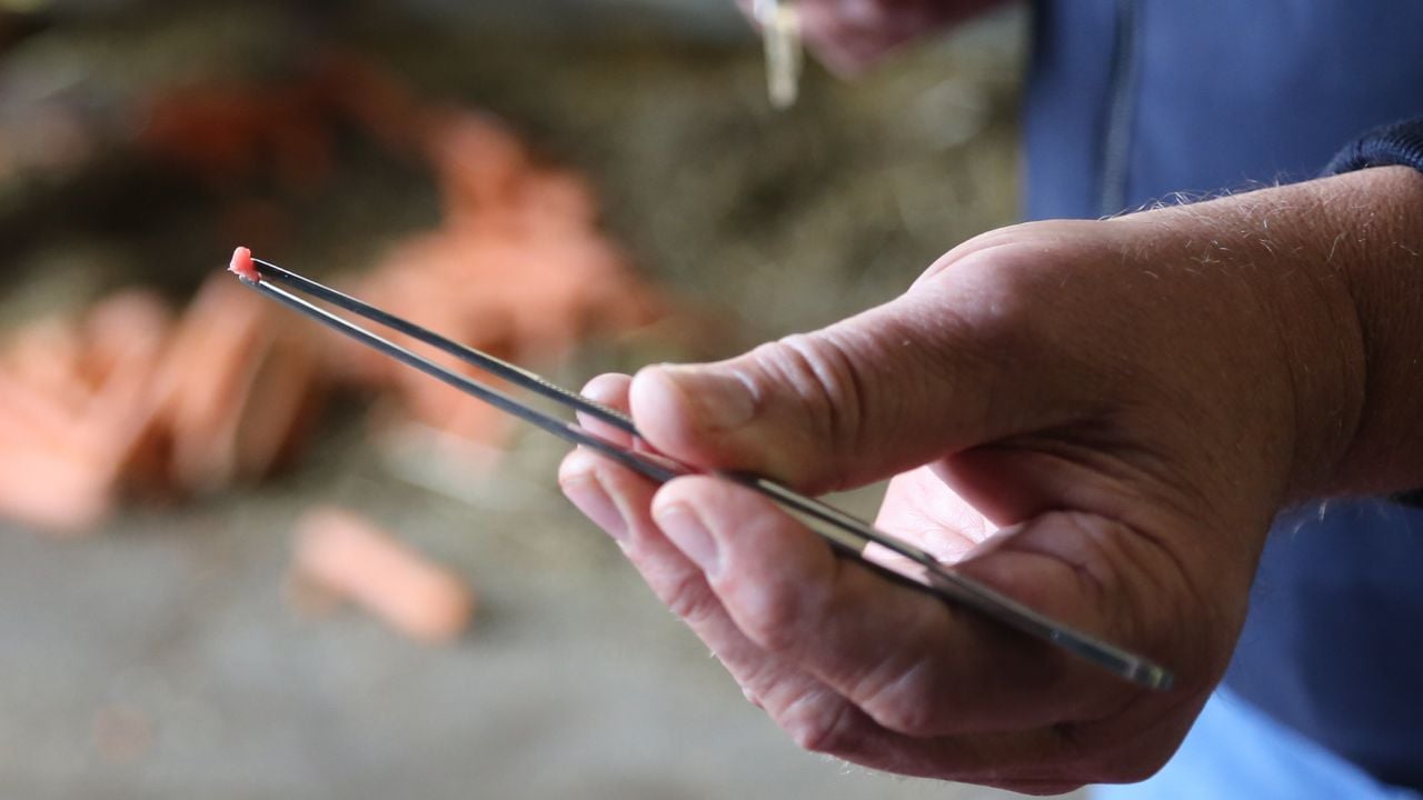 Weefsel van dit formaat wordt gebruikt om uiteindelijk 10.000 kilo kweekvlees van te maken (foto: Lobke Kapteijns). 