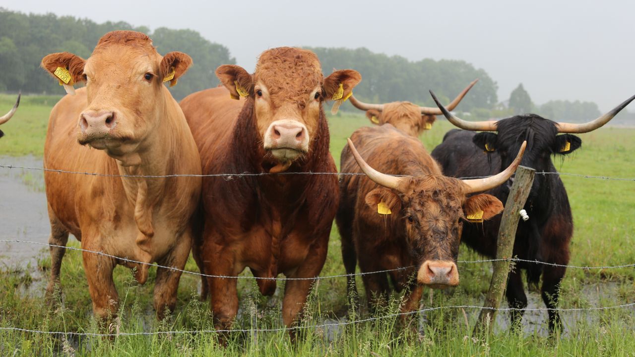 Een aantal natuurrunderen van Leon (foto: Lobke Kapteijns). 