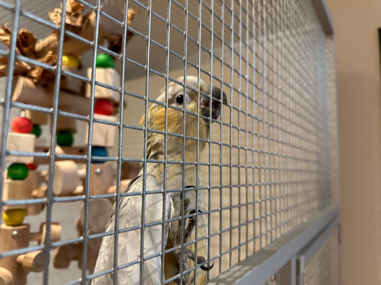 Een gekruisde geelkuifkaketoe uit de winkel van Ashley en Murat. (foto: Floortje Steigenga)