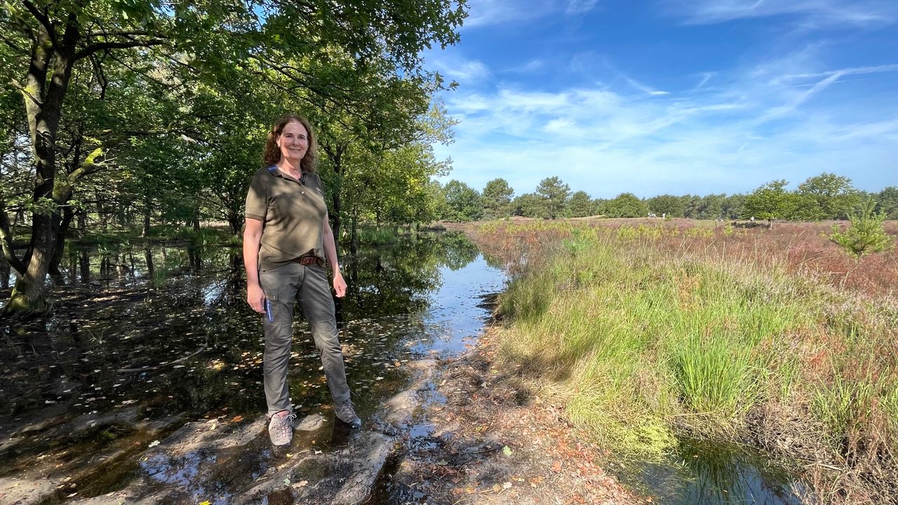 Het is zeiknat en daar heeft de heide last van (foto: Raymond Merkx).