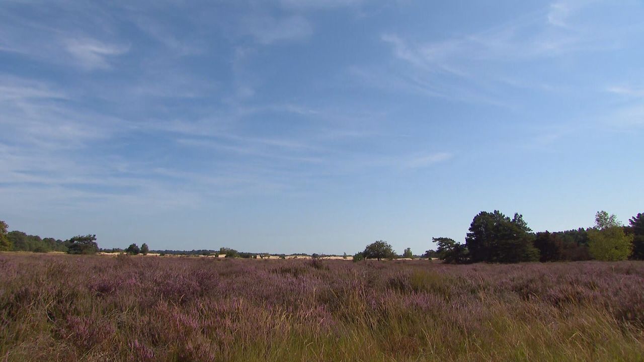 Wat een plaatje! (foto: Omroep Brabant).