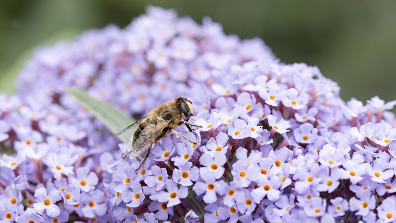 Een bij zit op de bloem van een vlinderstruik (foto: ANP / Hollandse Hoogte / Hermien Lam).