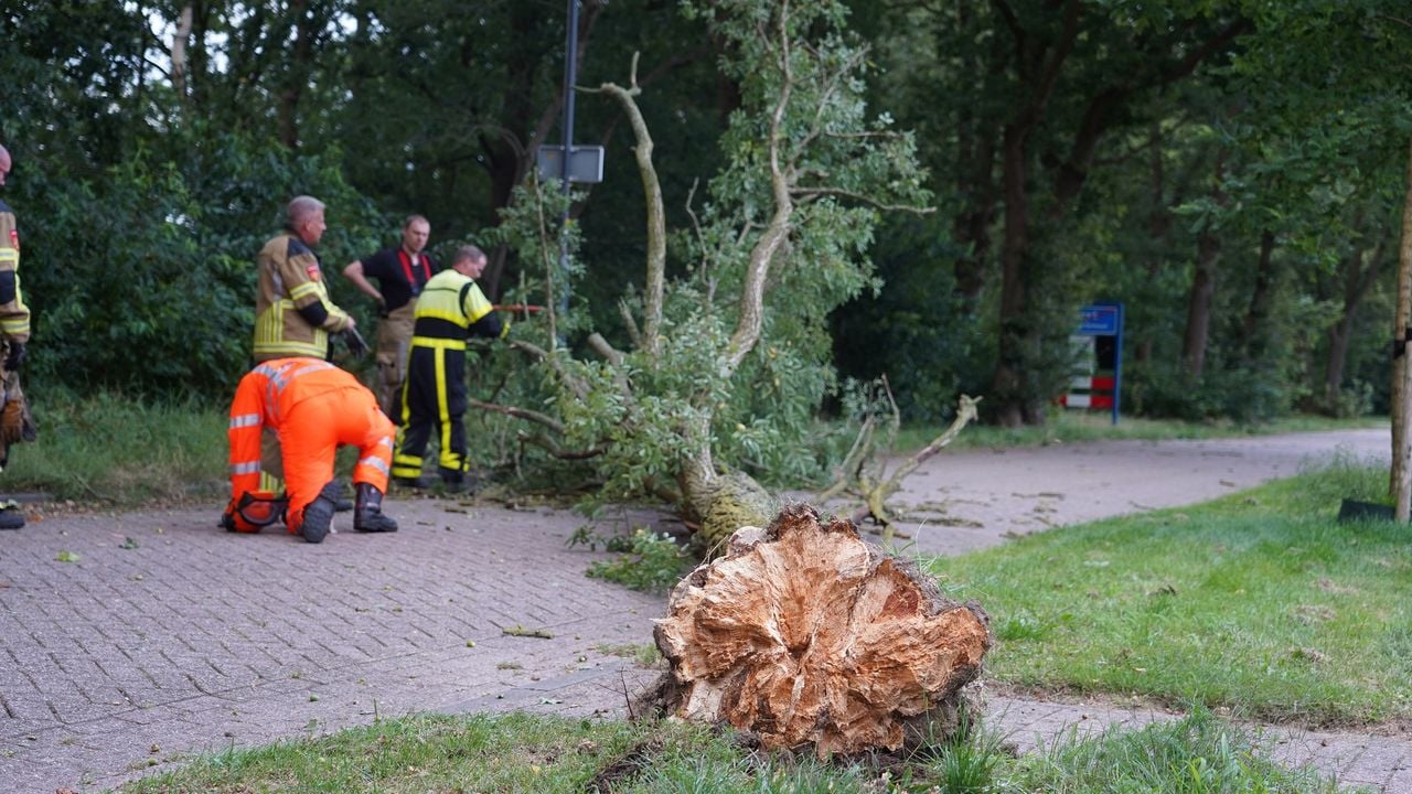 Boom omgewaaid in Dorst (foto: Jeroen Stuve / SQ Vision)